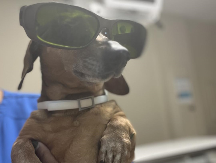 Laser Therapy for Pets